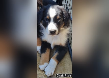 Australian Shepherd Welpen bald abgabebereit!