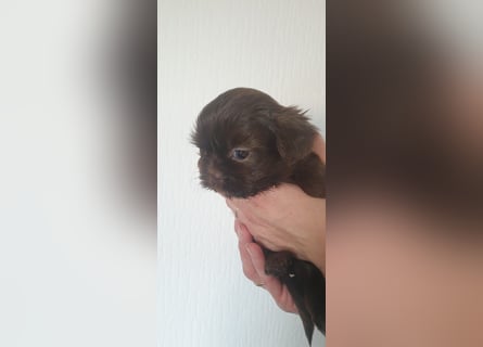 Maltipoo Mischlingswelpen Allergikergeeignet und kleinbleibend suchen neue Familien