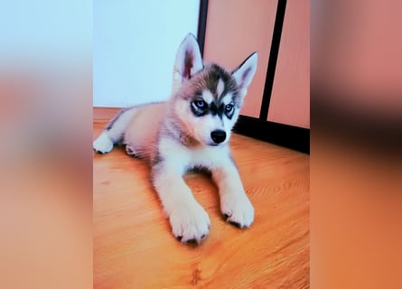 FCI Pedigree Blue Eyed Black & White Siberian Husky Champion Puppy