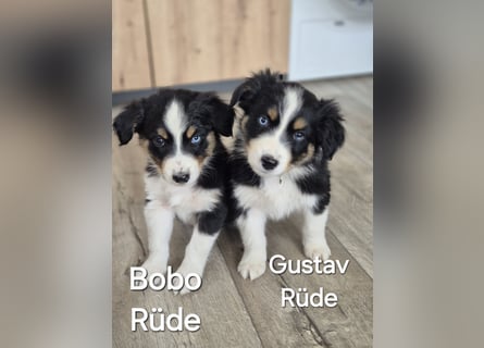 Australian Shepherd Welpen