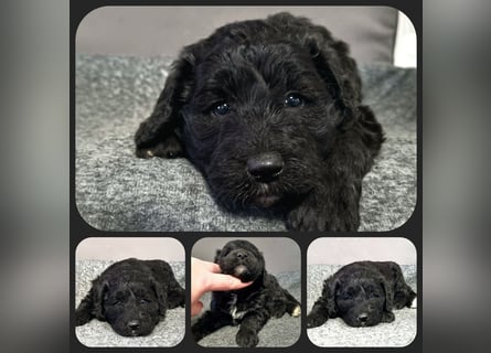 Aussiedoodle Traum ! Bezaubernde Welpen in tollen Farben aus erfahrener+überprüfter Familienaufzucht