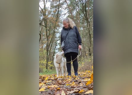 Alain: unkomplizierter Familienhund