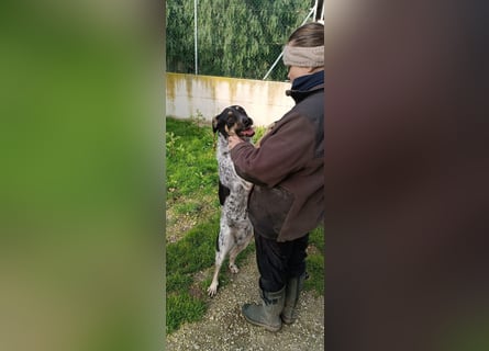 Kurt: toller Begleiter und Familienhund