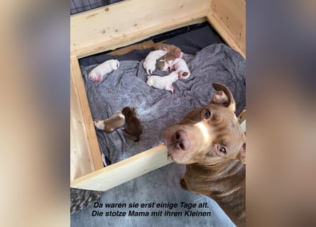 Einzigartige Bully Welpen