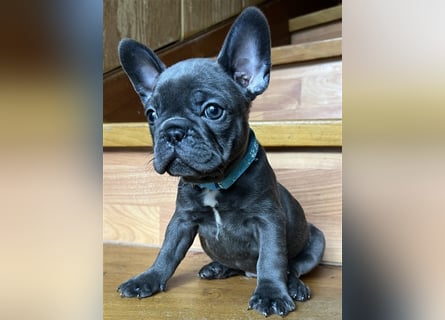 Wunderschöne Französische Bulldogge in Sonderfarben