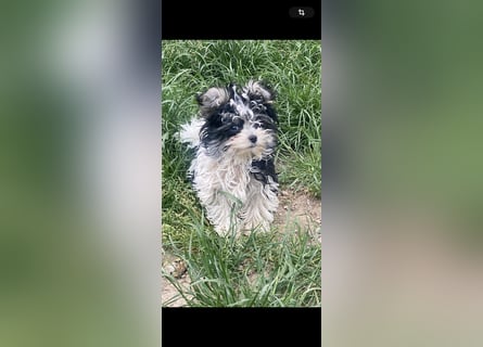 Wunderschöne Yorkipoo Welpen in Sonderlackierung