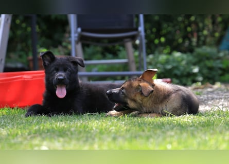 Schäferhund, Welpen, gerader Rücken, SV Papiere