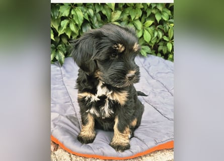 " wir dürfen ausziehen " bezaubernde Tibet Terrier Welpen aus liebervoller Zucht..
