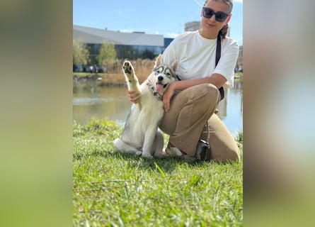 Not just a siberian husky boy - a soulmate on four paws
