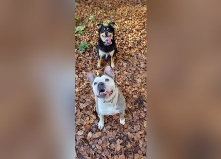 2 liebevolle Hunde abzugeben