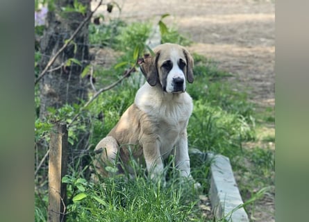 Mittelasiatischer Schäferhund mit stammbaum
