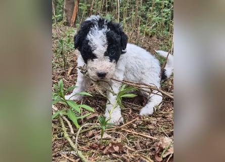 Spanische Wasserhund Welpen reinrassig
