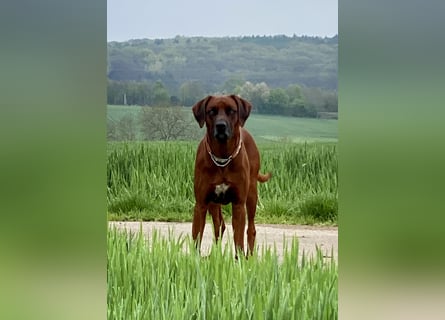 Rhodesian Ridgeback Dark Wheaten