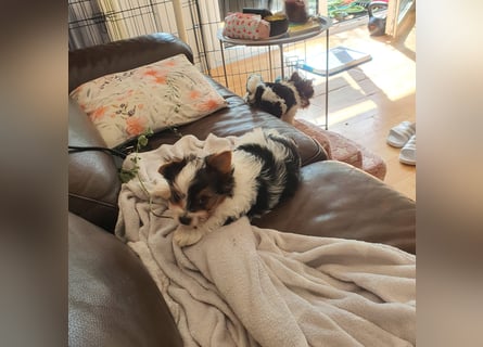 Biewer Yorkshire Terrier, Welpe,Rüde, reinrassig sehr selten