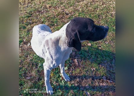 Kunta Kinte - ein ganz besonderer, freundlicher und gehorsamer Hund sucht ein liebevolles Zuhause