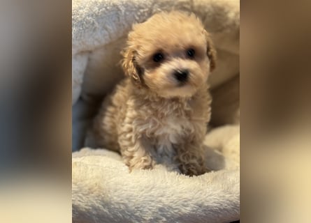 Sehr gesunde Mini Maltipoo Welpen in apricot und crème farben. 