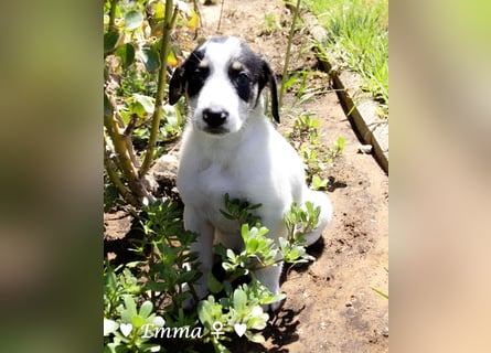 Erin, Emma, Eckie und Enya suchen ein Zuhause