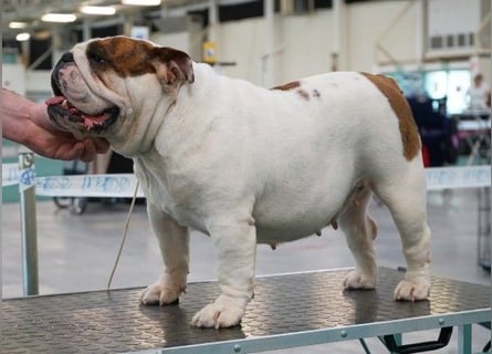 Reinrassiges, wunderschönes und süßes Englisches Bulldoggenmädchen mit FCI-Papieren