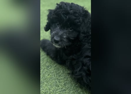 Labradoodle