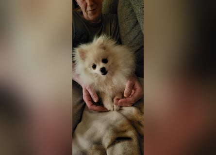 Reinrassiger Pomeranian Zwergspitze Welpe