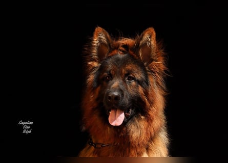 Deutscher Schäferhund