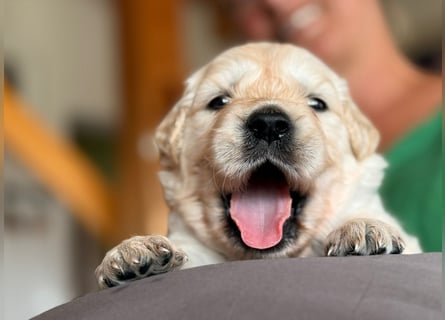 Golden Retriever Welpen