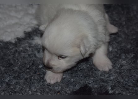 Japan Spitz Welpe