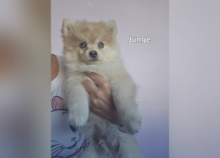 Auszugsbereit F2 Welpen kleinbleibend Zwerghusky Minihusky Zwergspitzhuskys mittelklein