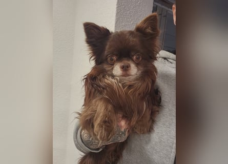 Wir haben aktuell Welpen. 2 Chihuahua Mädels