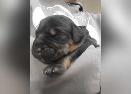 OEB Mix Welpen ideale Familienhunde