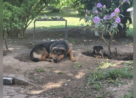Rottweiler Schäferhund Mischling