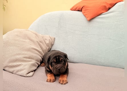 Bullpeiwelpen, Mischling aus englischer Bulldogge und Sharpei/Shar-Pei