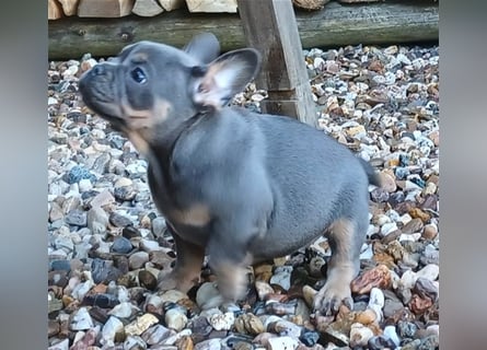 Französische bulldoggen welpen ab August abzugeben