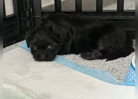 Maltipoo - Welpen - Rüden und Hündin