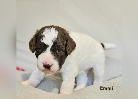 Lagotto Romagnolo Welpen mit LRWD e.V./ VDH Papieren