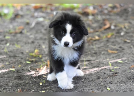 Miniature American Shepherd Welpen, Mini Aussies vom Züchter mit Papieren