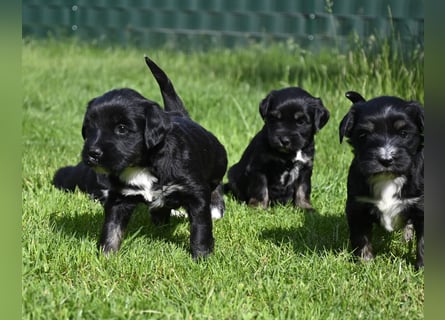 traumhaft hübscher Tibet Terrier Welpen aus erfahrender Zucht  sind geboren dürfen im Juni ausziehen
