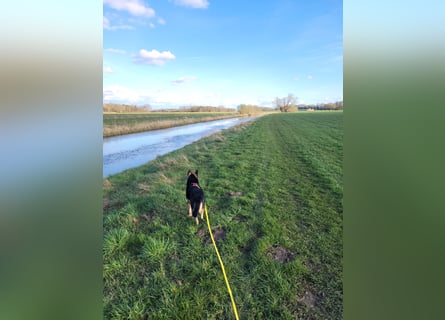 Schäferhundmischling Bono