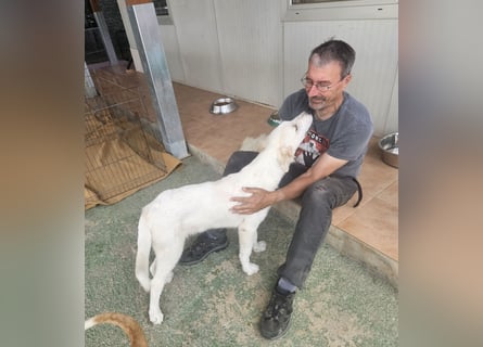 Paolo: dankbarer, verschmuster Welpe
