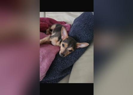Kleiner süsser chiwawa mix