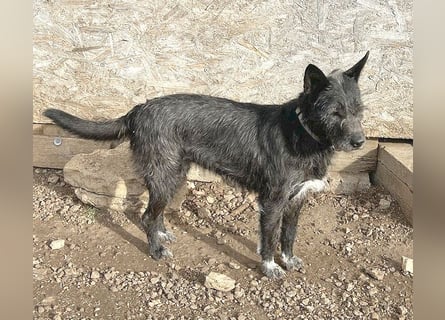 ❤️ außergewöhnliche Schönheit KORMA - 9,5 Jahre, 46cm/20kg - SchnauzerMix