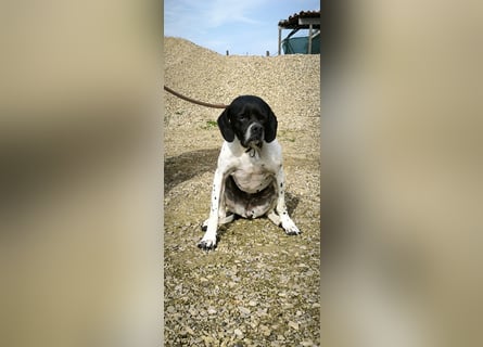 Sangria  - Pointer, lieb und verträglich, auch mit Katzen