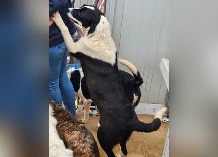 Mella - Gute-Laune-Hund