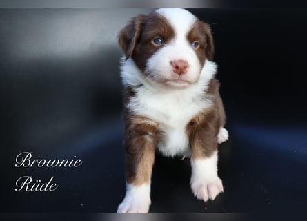 Mini Aussies-Mini Australian Shepherd Welpen