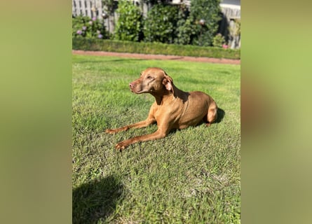 Magyar Vizsla Welpen