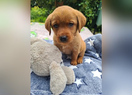 Zauberhafte Labradorwelpen, foxred