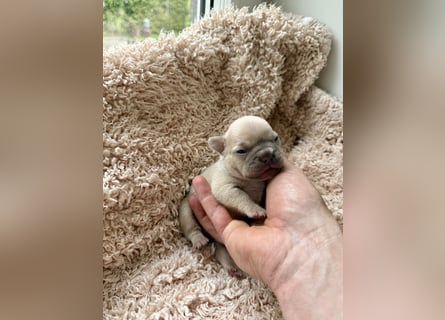Gesunde Sportliche Französische Bulldoggen aus Familienzucht!