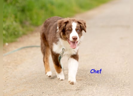 Australian Shepherd Welpen Rüden, ASCA