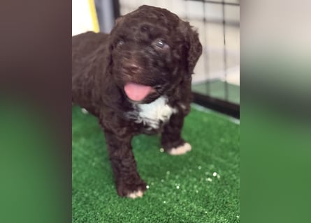 Lagotto Romagnolo Welpen reinrassige