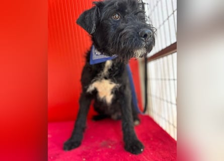 knuffiger kleiner THEO - 8 Monate, 40cm/9kg - Schnauzer-Mix
